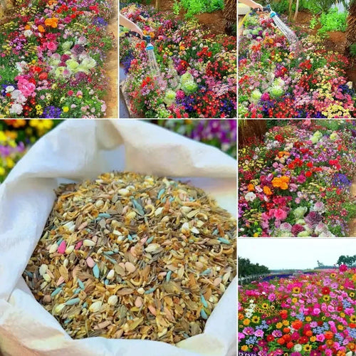 All Seasons Mix Flower Seeds– 100+ Kinds