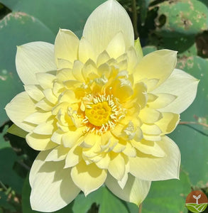 🌸7 Days germination🌸Last Day Sale - 49% OFF💐The Sacred Bonsai Bowl Lotus Flower