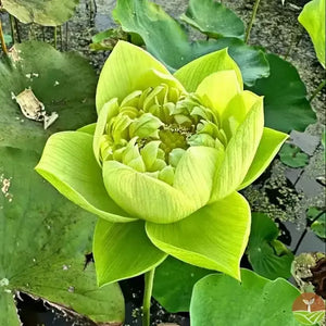 🌸7 Days germination🌸Last Day Sale - 49% OFF💐The Sacred Bonsai Bowl Lotus Flower