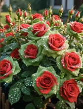 Load image into Gallery viewer, Scottish Red and Green Rose Seeds