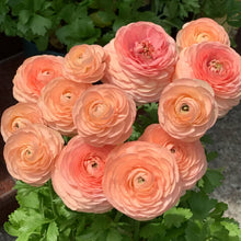 Load image into Gallery viewer, Multicolour Ranunculus | Buy 1 Get 4 Free