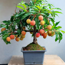 Load image into Gallery viewer, ✨Seedless Lychee Seeds
