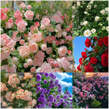 Load image into Gallery viewer, 🌺Climbing Rose Seeds | Free Fertilizer--Supplement nitrogen, phosphorus and potassium