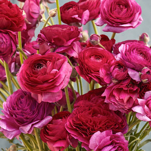 Multicolour Ranunculus | Buy 1 Get 4 Free