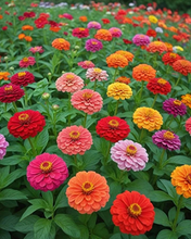 Load image into Gallery viewer, All Seasons Mix Flower Seeds– 100+ Kinds