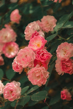 Load image into Gallery viewer, 🌸✨SkyBloom Roses – Elegant Climbing Seeds🌹🌿