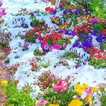 Load image into Gallery viewer, All Seasons Mix Flower Seeds– 100+ Kinds