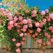 Load image into Gallery viewer, Climbing Vine Rose Flowers🌹