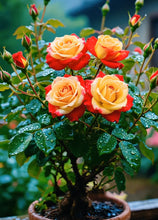 Load image into Gallery viewer, Scottish Red and Green Rose Seeds