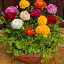 Load image into Gallery viewer, Multicolour Ranunculus | Buy 1 Get 4 Free