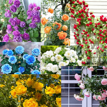 Load image into Gallery viewer, 🌸✨SkyBloom Roses – Elegant Climbing Seeds🌹🌿