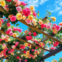 Load image into Gallery viewer, 🌸✨SkyBloom Roses – Elegant Climbing Seeds🌹🌿