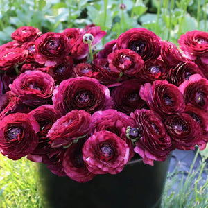 Multicolour Ranunculus | Buy 1 Get 4 Free