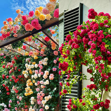 Load image into Gallery viewer, 🌸✨SkyBloom Roses – Elegant Climbing Seeds🌹🌿