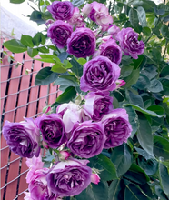 Load image into Gallery viewer, 🌺Climbing Rose Seeds | Free Fertilizer--Supplement nitrogen, phosphorus and potassium