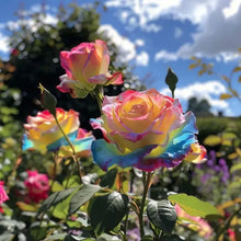 Load image into Gallery viewer, Scottish Red and Green Rose Seeds