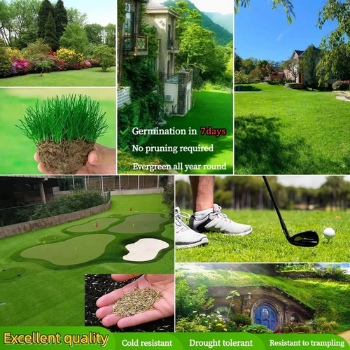 🔥⏰Last Day Promotion - 🌱 Evergreen dwarf grass seed for four seasons🌾 | Create your perfect lawn here🌼