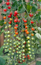 Load image into Gallery viewer, Colorful Cherry Tomatoes Seeds