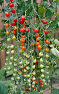 Colorful Cherry Tomatoes Seeds