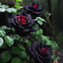 Load image into Gallery viewer, Rare Black Red Rose Flower Seeds