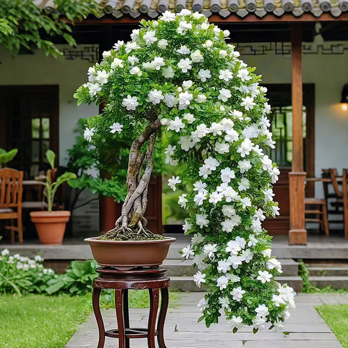🔥Big Sale🌼Bonsai Gardenia Seeds🌼