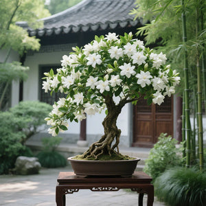 🔥Big Sale🌼Bonsai Gardenia Seeds🌼