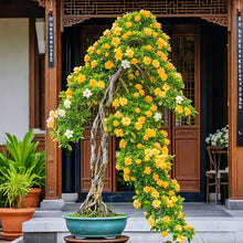Load image into Gallery viewer, 🔥Big Sale🌼Bonsai Gardenia Seeds🌼