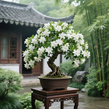 Load image into Gallery viewer, 🔥Big Sale🌼Bonsai Gardenia Seeds🌼