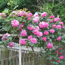 Load image into Gallery viewer, Pink Lady Rose Climbing Seeds