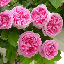 Load image into Gallery viewer, Pink Lady Rose Climbing Seeds