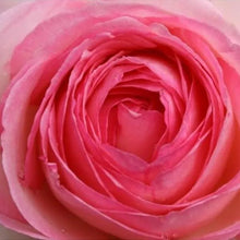 Load image into Gallery viewer, Pink Lady Rose Climbing Seeds