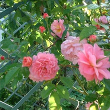 Load image into Gallery viewer, Pink Lady Rose Climbing Seeds