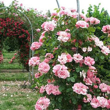 Load image into Gallery viewer, Pink Lady Rose Climbing Seeds