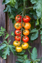Load image into Gallery viewer, Colorful Cherry Tomatoes Seeds