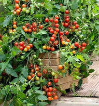 Load image into Gallery viewer, Colorful Cherry Tomatoes Seeds