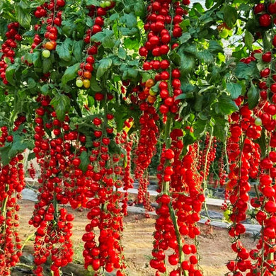 Colorful Cherry Tomatoes Seeds