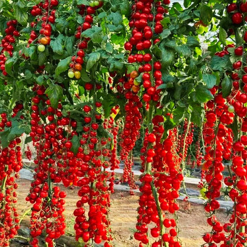Colorful Cherry Tomatoes Seeds