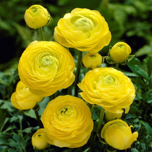 Multicolour Ranunculus | Buy 1 Get 4 Free