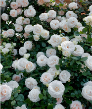 Load image into Gallery viewer, 🌺Climbing Rose Seeds | Free Fertilizer--Supplement nitrogen, phosphorus and potassium
