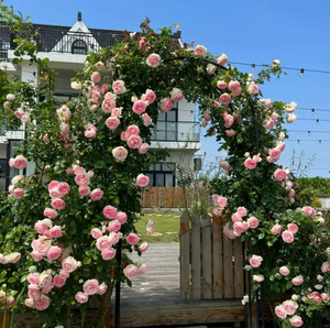 Climbing Vine Rose Flowers🌹