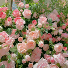 Load image into Gallery viewer, 🌺Climbing Rose Seeds | Free Fertilizer--Supplement nitrogen, phosphorus and potassium