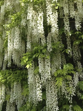 Load image into Gallery viewer, 🌸WISTERIA - THE GARDEN’S CASCADING BEAUTY ALL YEAR ROUND