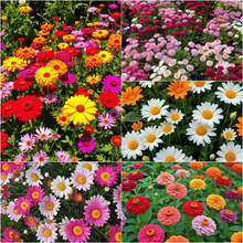 Load image into Gallery viewer, All Seasons Mix Flower Seeds– 100+ Kinds