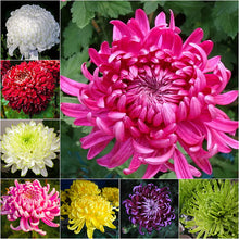 Load image into Gallery viewer, 🌺The Flower of Elegance🌼Giant Chrysanthemum Seeds