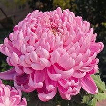 Load image into Gallery viewer, 🌺The Flower of Elegance🌼Giant Chrysanthemum Seeds
