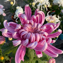 Load image into Gallery viewer, 🌺The Flower of Elegance🌼Giant Chrysanthemum Seeds