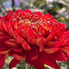 Load image into Gallery viewer, 🌺The Flower of Elegance🌼Giant Chrysanthemum Seeds