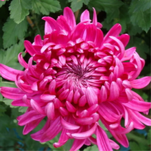 Load image into Gallery viewer, 🌺The Flower of Elegance🌼Giant Chrysanthemum Seeds