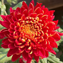 Load image into Gallery viewer, 🌺The Flower of Elegance🌼Giant Chrysanthemum Seeds