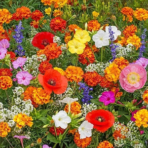 All Seasons Mix Flower Seeds– 100+ Kinds